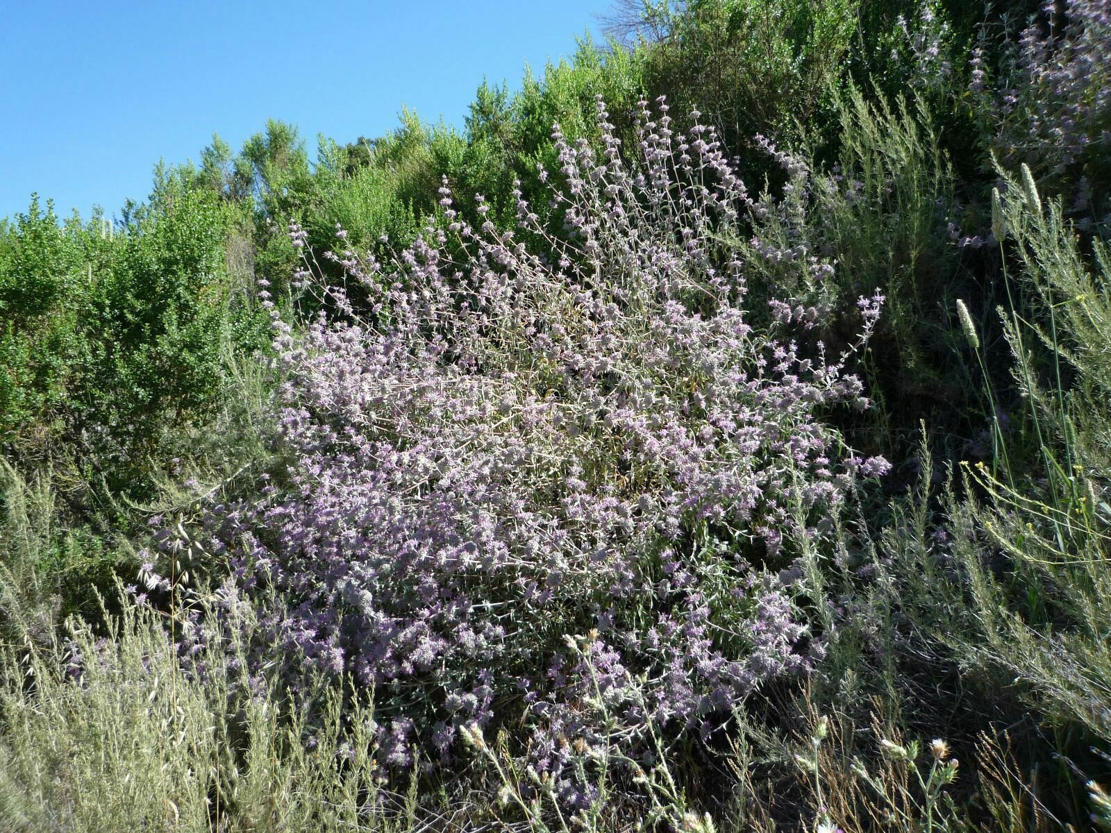 High Resolution Salvia leucophylla Plant